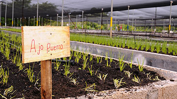 Organopónico