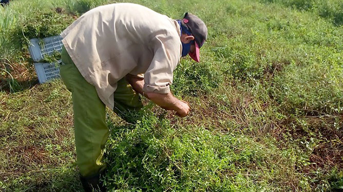 hombre cultivando