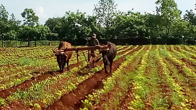 trabajo en el campo