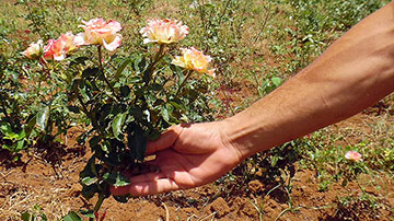 rosal