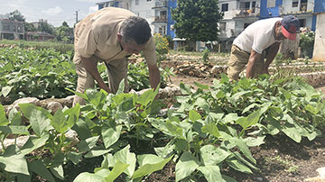 agricultura 