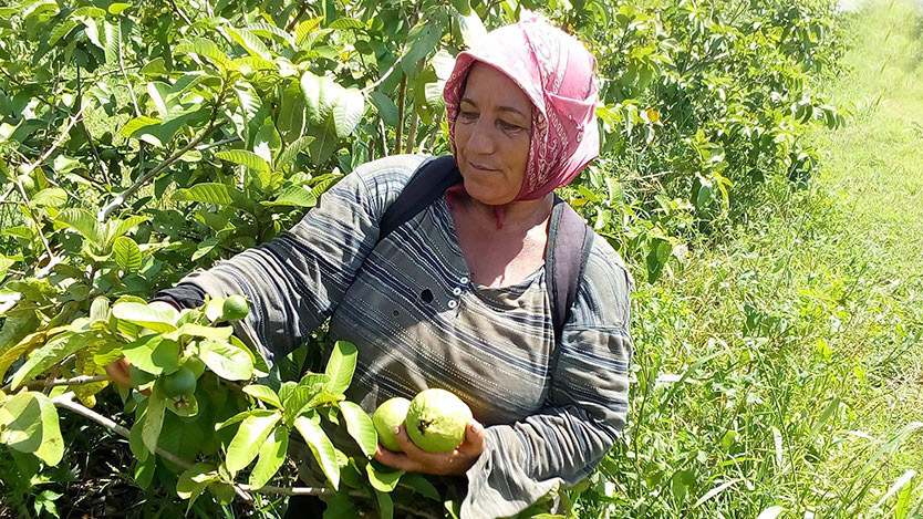 Recogida de guayaba