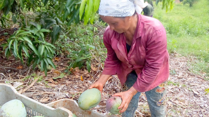 mujer cosecha mango