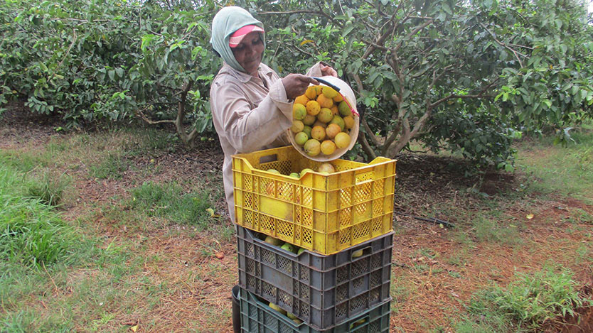 recogida guayaba