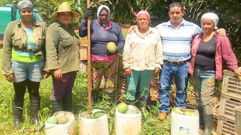 recogida del mango