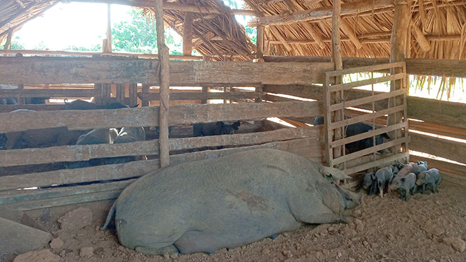 cerdo criollo