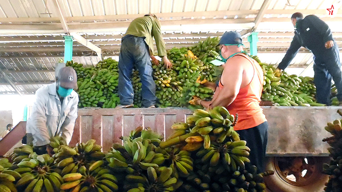 Producción de alimentos
