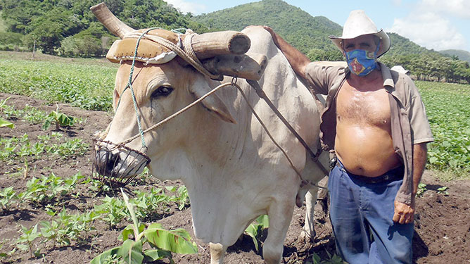  hombre y bueyes