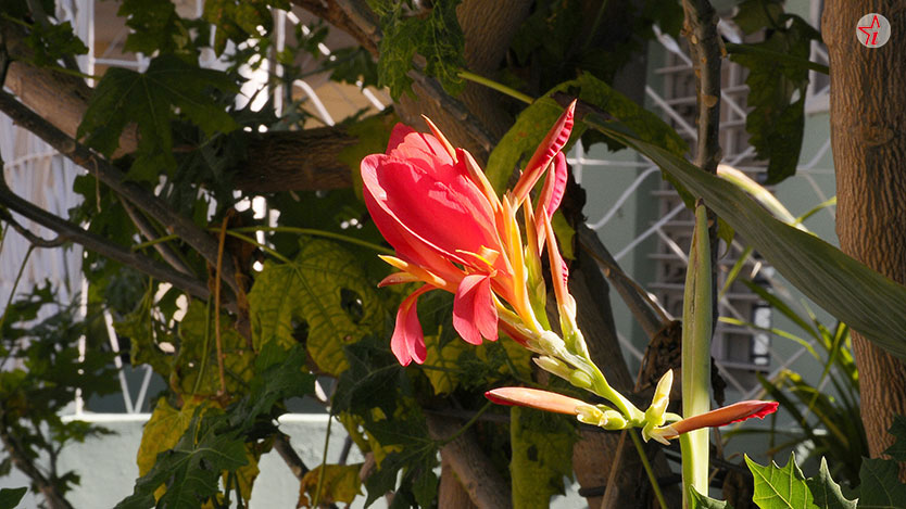 Plantas