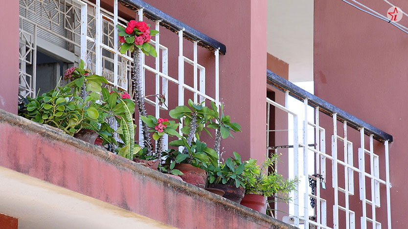 plantas 