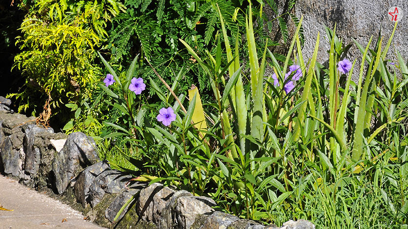 flores
