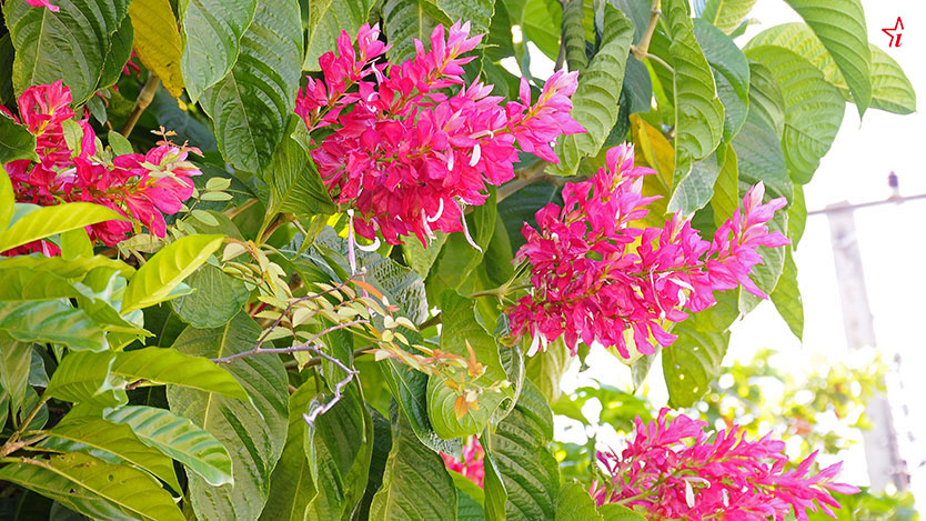  flores rojas