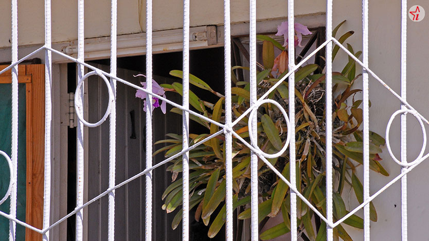 orquidea
