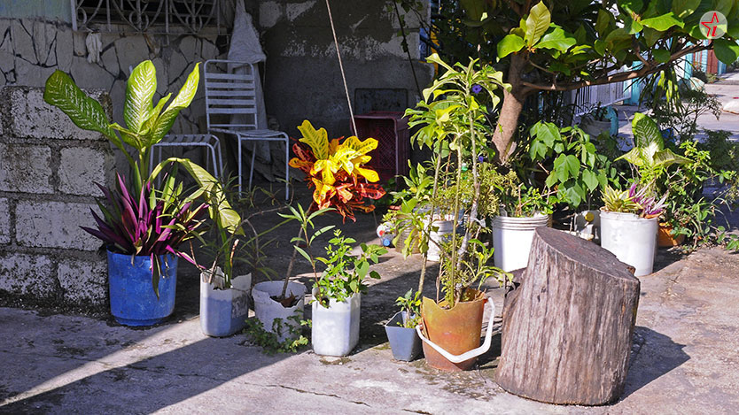  plantas
