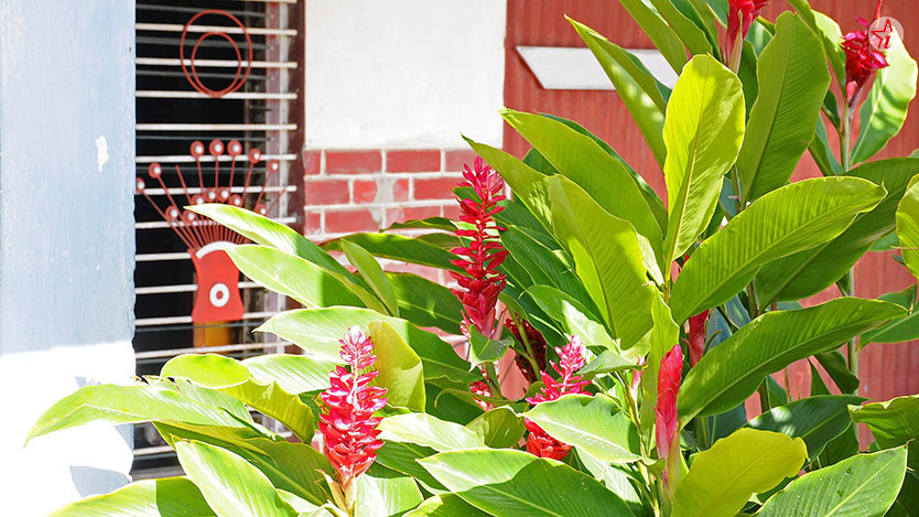 plantas 