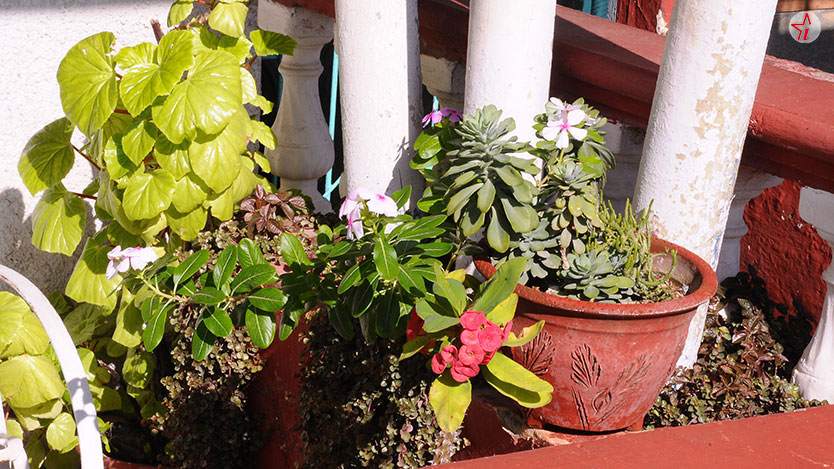  plantas