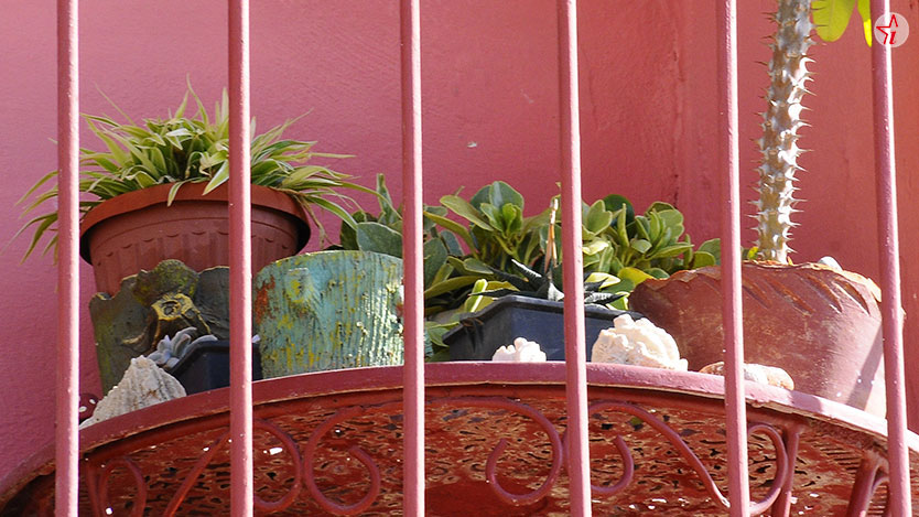  plantas