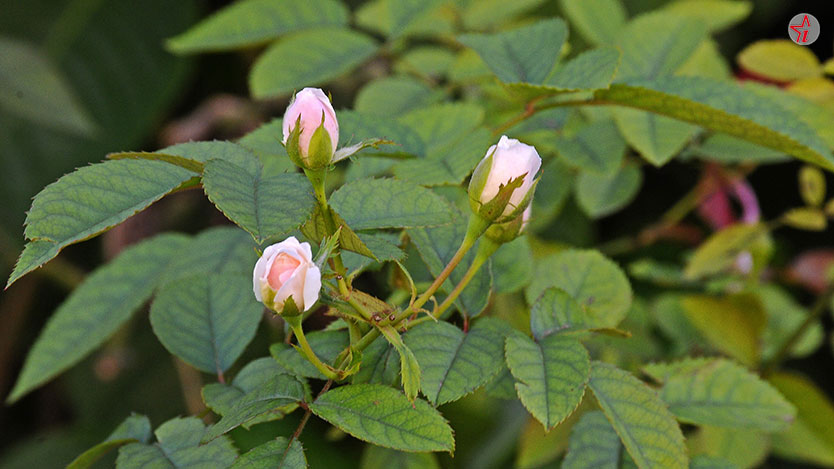  rosas