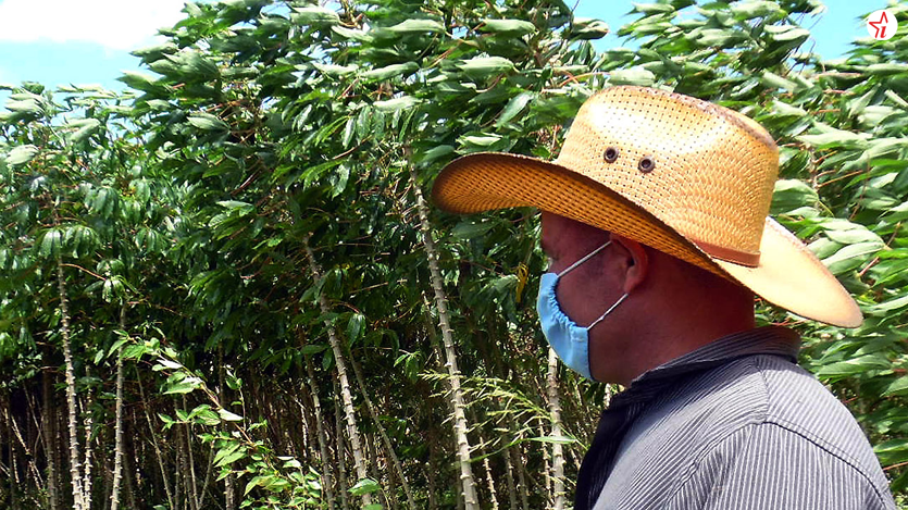 Yucal detrás, campesino en primer plano cerrado