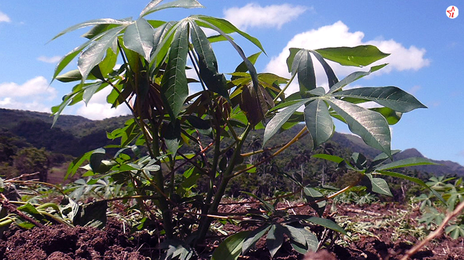 inter produccion yuca ciego de avila 1