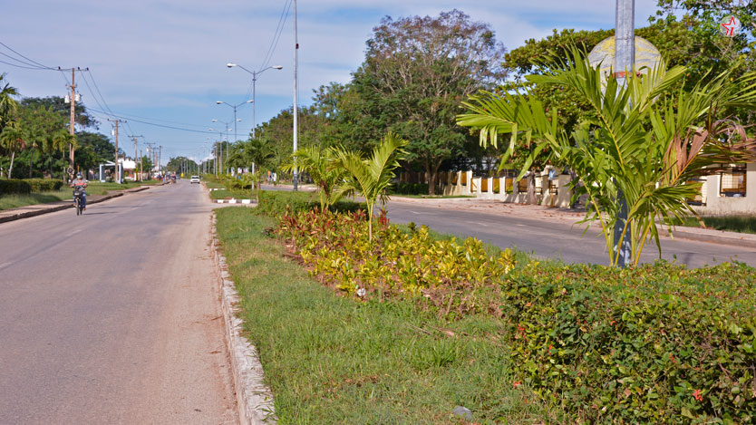  palmas