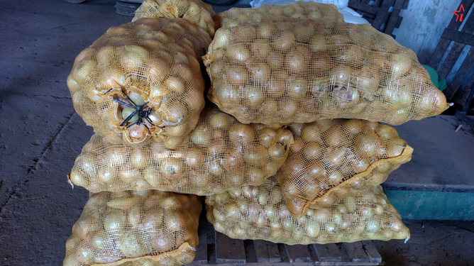 Cebollas