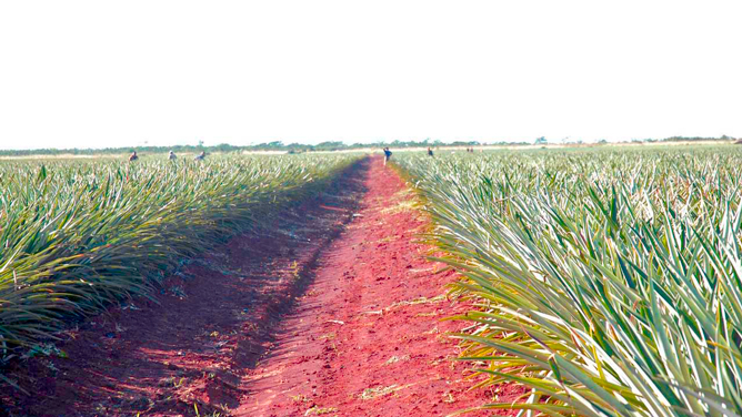 Piña