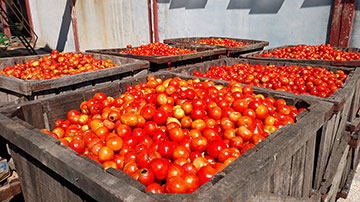 tomate