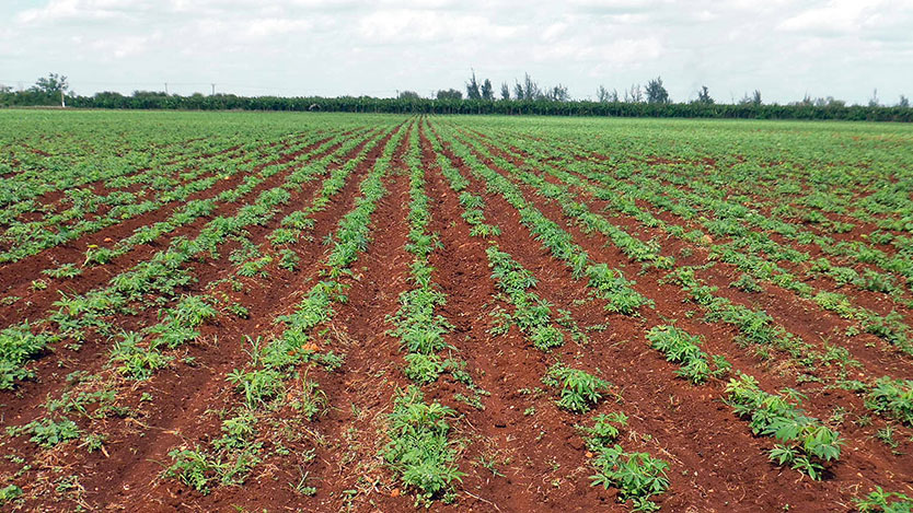  campo yuca
