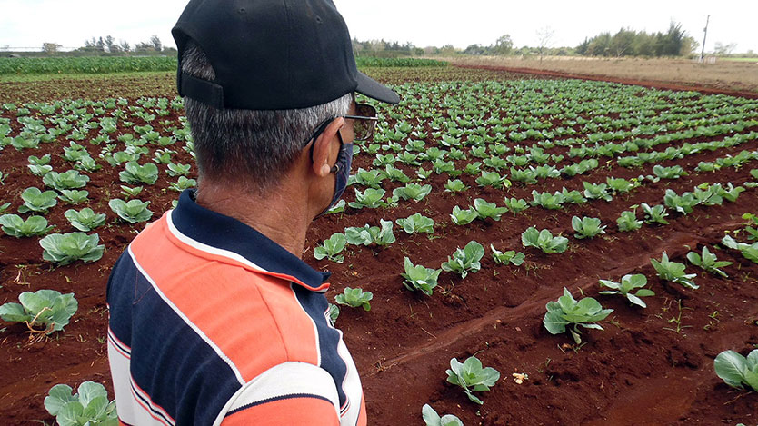  cultivo col