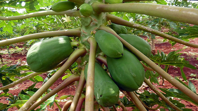  frutabomba