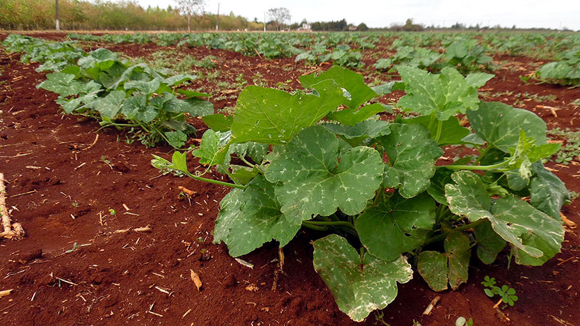  siembra calabaza