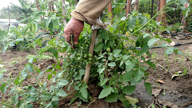 Agricultura urbana