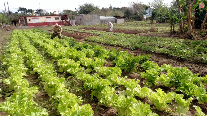 Agricultura urbana