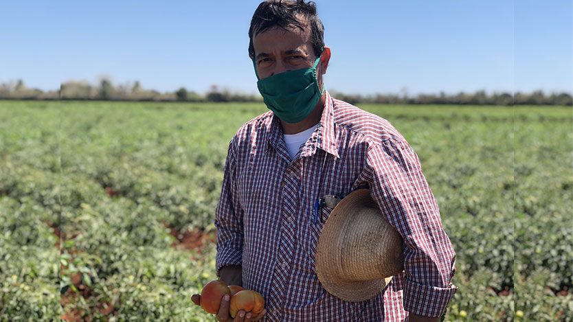En Ciego de Ávila el tomate vuelve a exprimirse