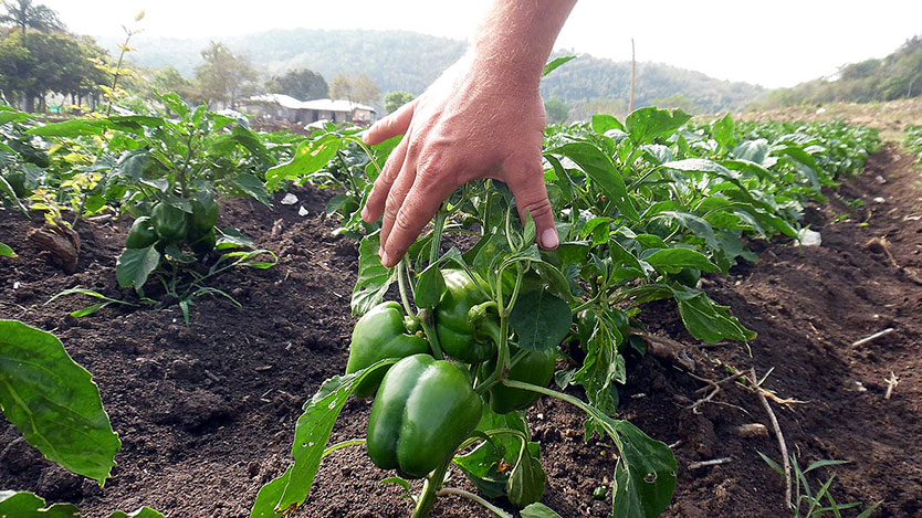 Finca El Peñón
