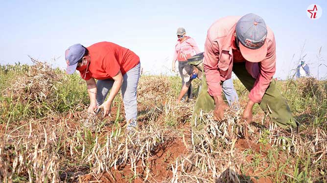 trabajo voluntario