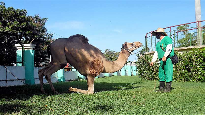 zoo 