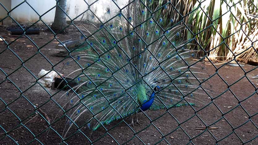 zoo 