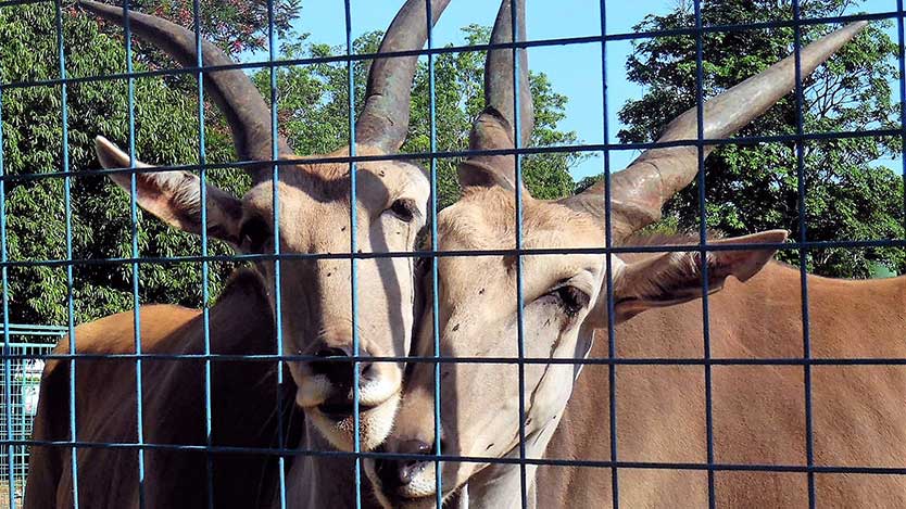 zoo 