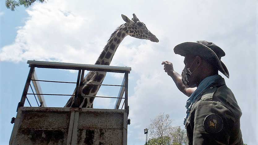  zoo 