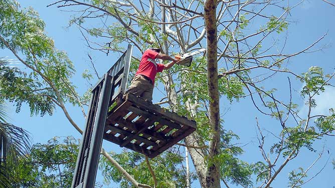  poda arboles