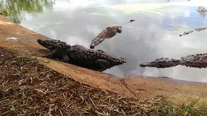 cocodrilos