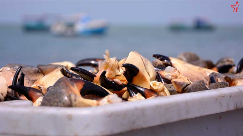 Punta Alegre