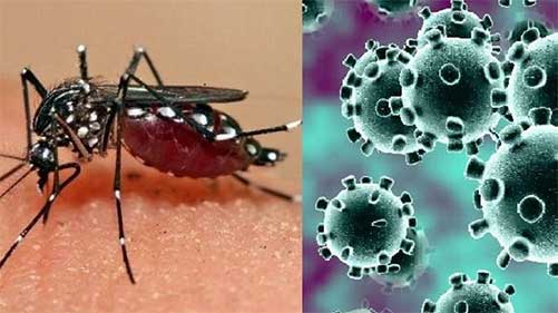  dengue covid