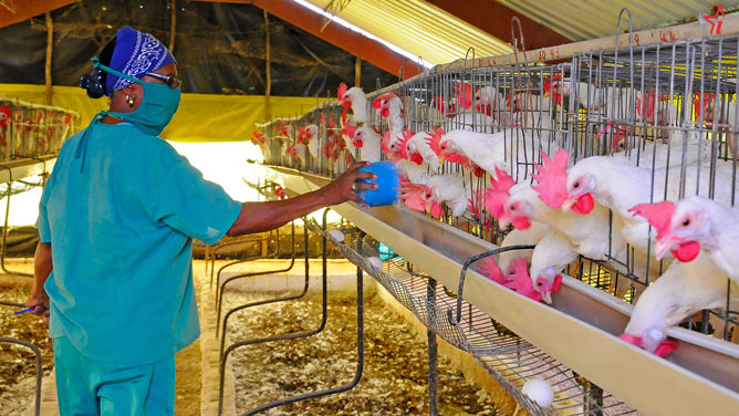 Avicultura en Ciego de Ávila