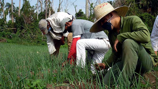 trabajadores agricultura