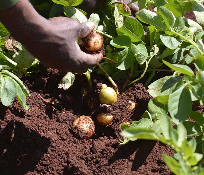 agricultura