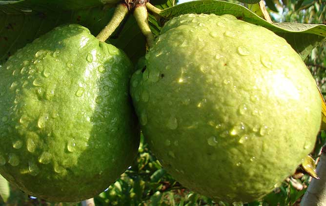 guayaba