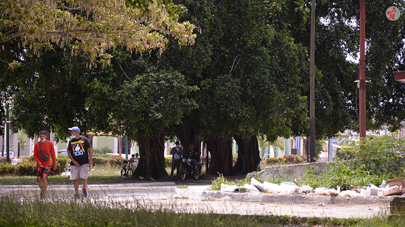 arboles